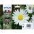 Epson 18XL T1816 [MultiPack] eredeti tintapatron